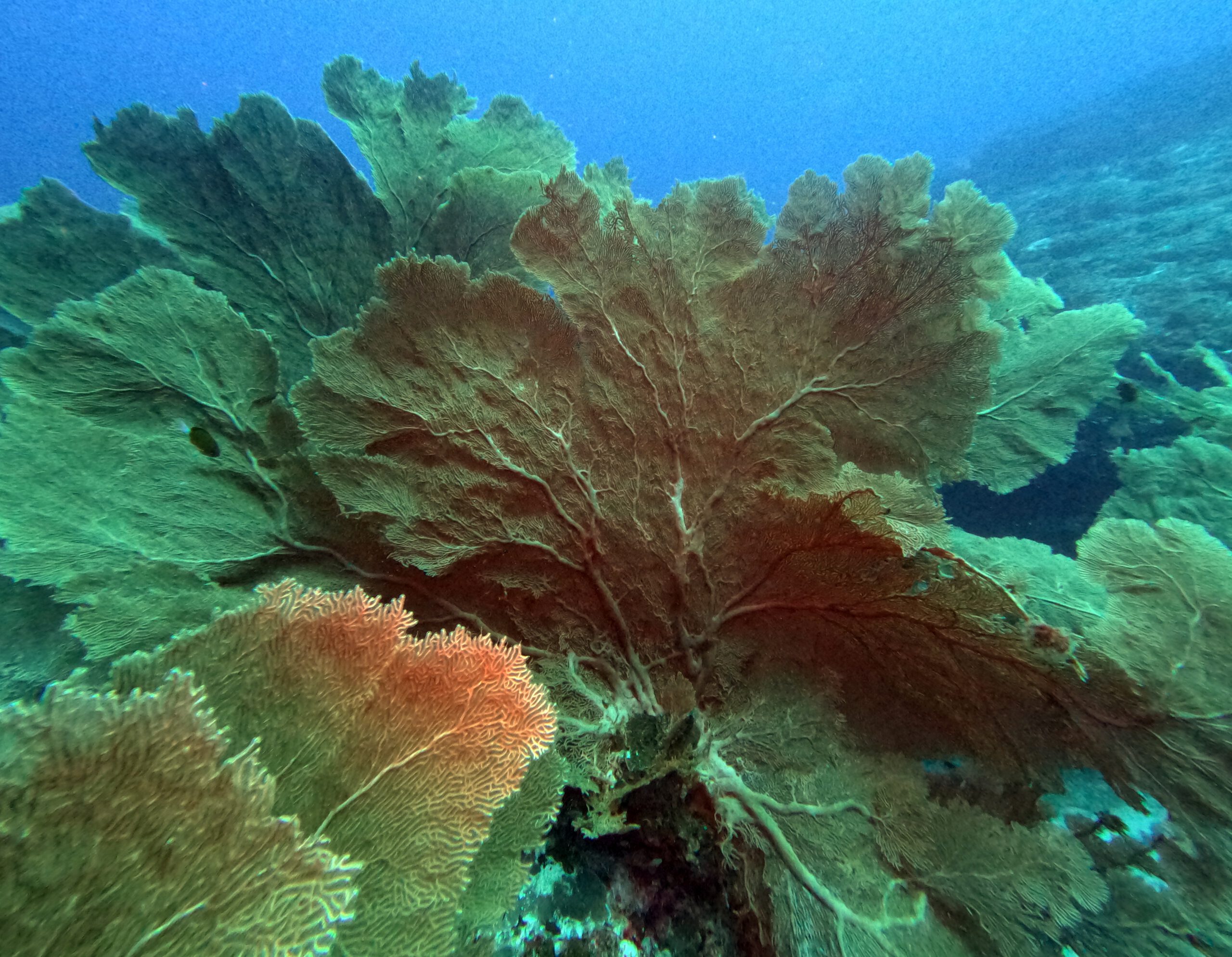 Mehr über den Artikel erfahren Nosy Be (Coral Noir/Madagaskar)